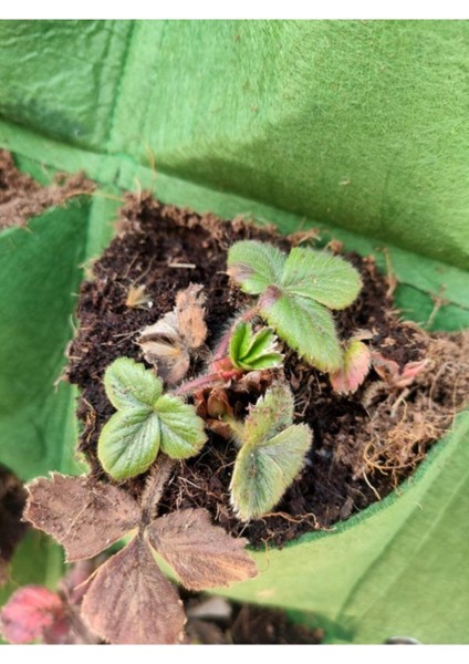 Elite Dekoratif Ev Iç ve Dış Mekan Keçe Saksı 100X50 cm 18 Saksı 1 Adet
