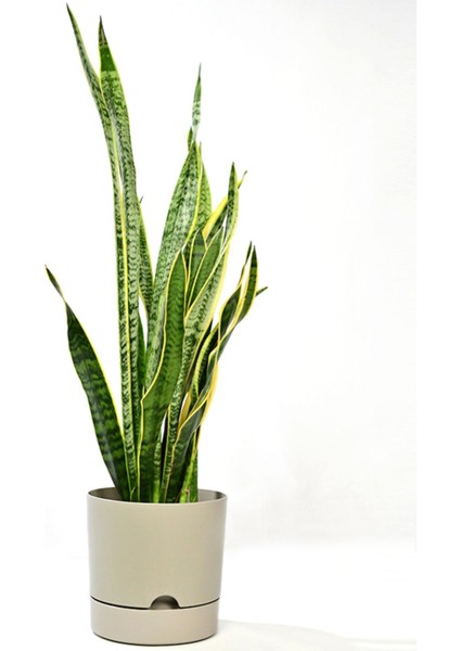 Elite Begonya 9 Litre Krem Tabaklı Saksı Ağız Çapı 24.5 cm Yükseklik 23 cm 1 Adet