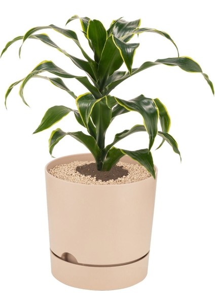 Elite Begonya 9 Litre Krem Tabaklı Saksı Ağız Çapı 24.5 cm Yükseklik 23 cm 1 Adet modelleri