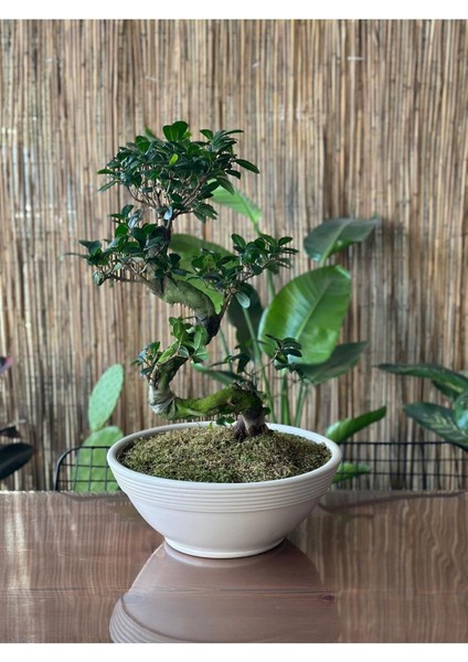 Elite Bonsai / Çanak Saksı Çap: 40CM Yükseklik 12CM Ekru (Drenaj Delikli ve Tabaklı ) 1 Adet