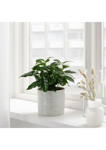 Elite Chıafrön 12 cm Stoneware Dekoratif Beyaz Saksı 1 Adet