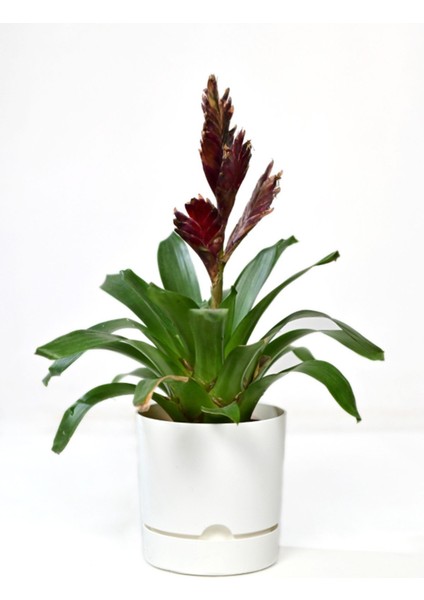 Elite Begonya Saksı 15 cm Beyaz 1.8 Lt 1 Adet