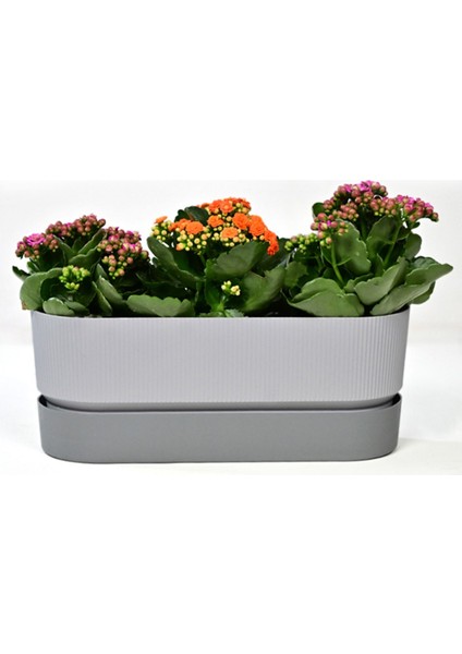 Elite 1 Adet Ixora Çift Askılı Balkon Saksısı Gri Renk 5,8 Lt Genişlik 39,5 cm Yükseklik 22 cm Derinlik 17 1 Adet