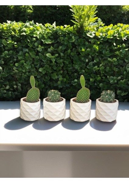 Elite Dekoratif 4'lü Mini Saksı Seti Sukulent & Kaktüs Için Saksılık 1 Adet fiyatları