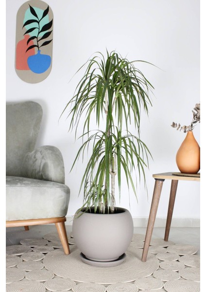 Elite Küre Model Çömlek Saksı Vizon H:29CM-ÇAP:32CM 1 Adet