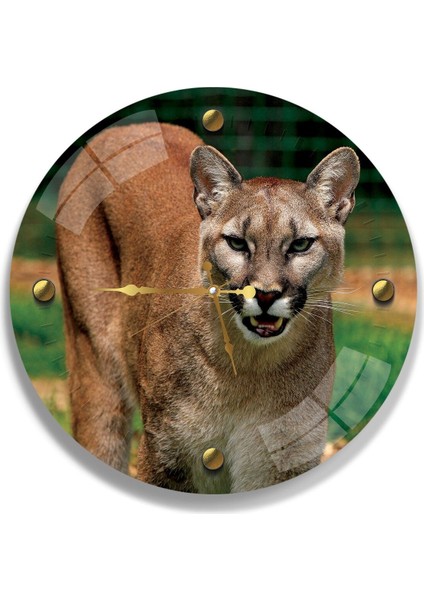 Puma Cam Saat - 60 cm fiyatları