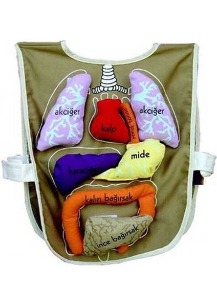 AND-5011 Organ Önlüğü