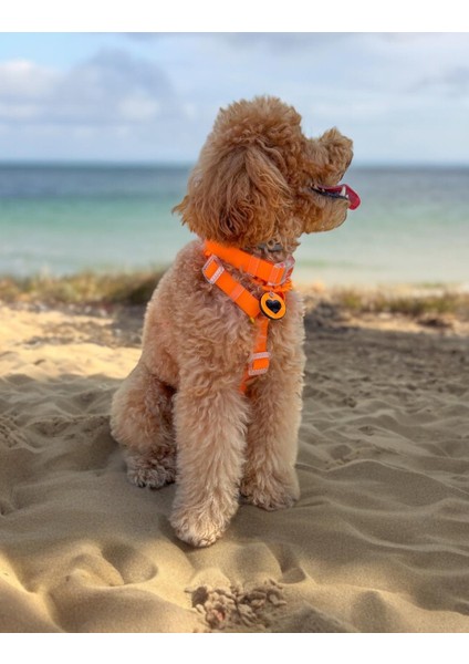 Jelly Collection Köpek Göğüs Tasması Mango fiyatları