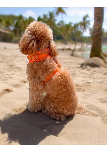 Jelly Collection Köpek Göğüs Tasması Mango modelleri