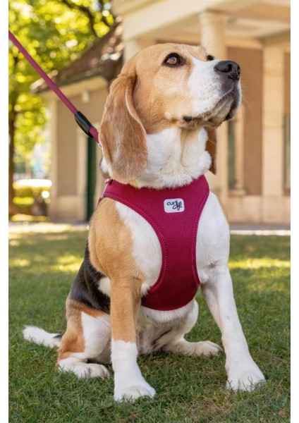 Vest Göğüs Tasması Clasp Air Mesh Red