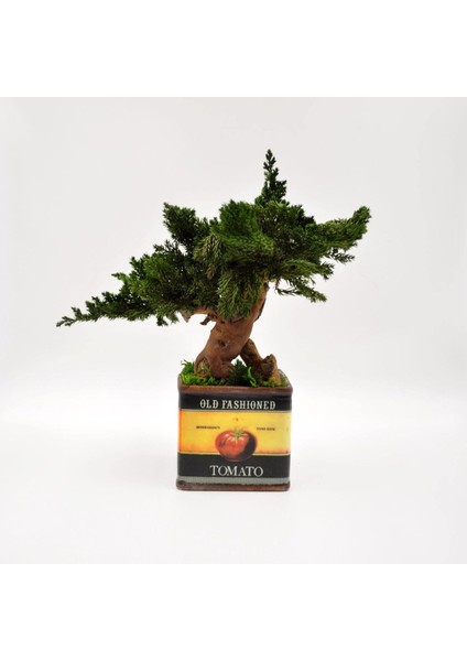 Domates Desenli, Vintage Seramik Saksıda, %100 Doğal, Şoklanmış Doğal Bonsai Ağacı