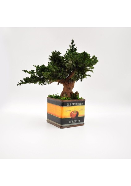 Domates Desenli, Vintage Seramik Saksıda, %100 Doğal, Şoklanmış Doğal Bonsai Ağacı fiyatları