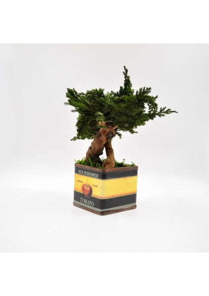 Domates Desenli, Vintage Seramik Saksıda, %100 Doğal, Şoklanmış Doğal Bonsai Ağacı modelleri