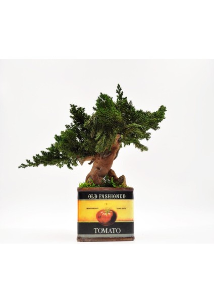Domates Desenli, Vintage Seramik Saksıda, %100 Doğal, Şoklanmış Doğal Bonsai Ağacı fırsatları