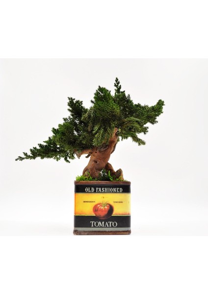Domates Desenli, Vintage Seramik Saksıda, %100 Doğal, Şoklanmış Doğal Bonsai Ağacı indirimleri