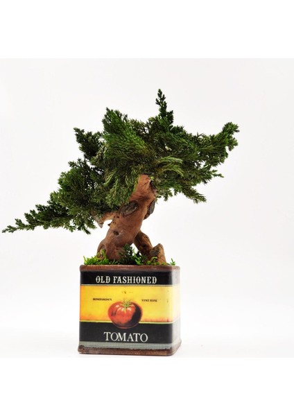Domates Desenli, Vintage Seramik Saksıda, %100 Doğal, Şoklanmış Doğal Bonsai Ağacı