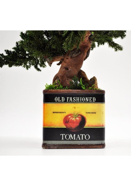 Domates Desenli, Vintage Seramik Saksıda, %100 Doğal, Şoklanmış Doğal Bonsai Ağacı
