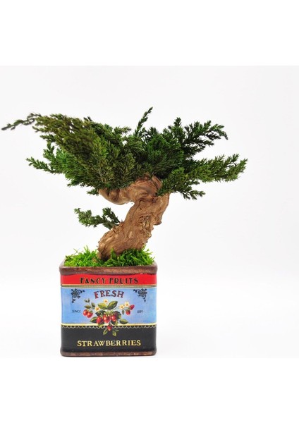 Vintage Desenli, Seramik Saksılı, Bakım Ihtiyacı Olmayan, %100 Doğal, Şoklanmış Bonsai Ağacı fiyatları