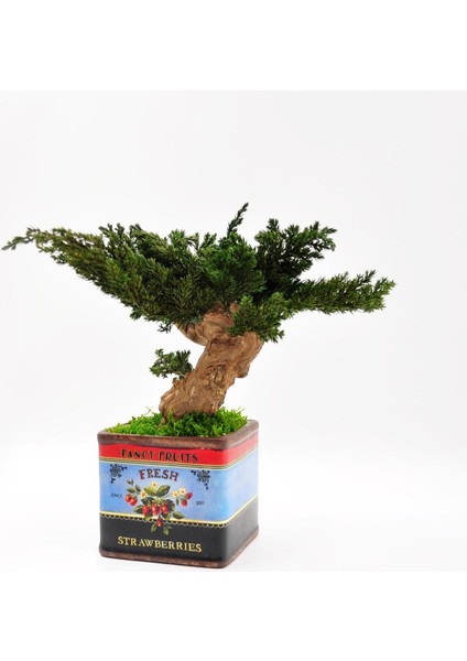Vintage Desenli, Seramik Saksılı, Bakım Ihtiyacı Olmayan, %100 Doğal, Şoklanmış Bonsai Ağacı