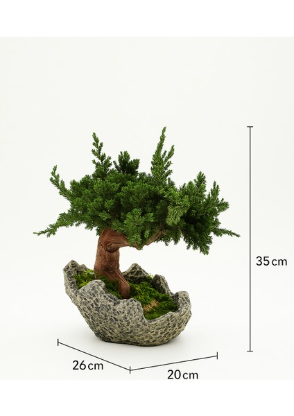 Doğal Bonsai Ağacı – Bakım Ihtiyacı Olmayan, %100 Doğal Şoklanmış Bitki, El Yapımı Dekoratif Bitki
