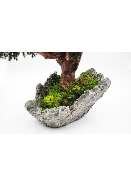Doğal Bonsai Ağacı – Bakım Ihtiyacı Olmayan, %100 Doğal Şoklanmış Bitki, El Yapımı Dekoratif Bitki fiyatları