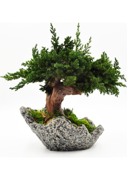 Doğal Bonsai Ağacı – Bakım Ihtiyacı Olmayan, %100 Doğal Şoklanmış Bitki, El Yapımı Dekoratif Bitki indirimleri