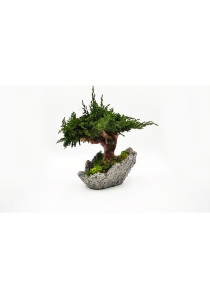 Doğal Bonsai Ağacı – Bakım Ihtiyacı Olmayan, %100 Doğal Şoklanmış Bitki, El Yapımı Dekoratif Bitki