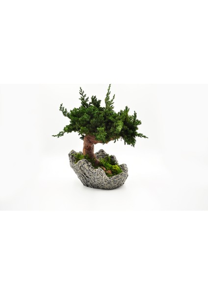 Doğal Bonsai Ağacı – Bakım Ihtiyacı Olmayan, %100 Doğal Şoklanmış Bitki, El Yapımı Dekoratif Bitki