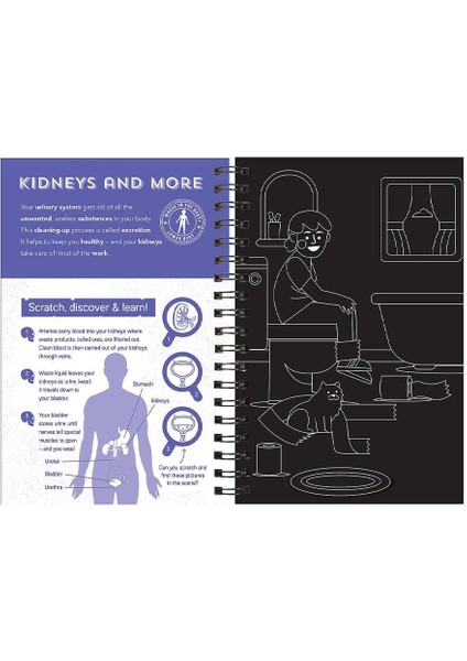 Human Body - Scratch, Discover And Learn indirimleri