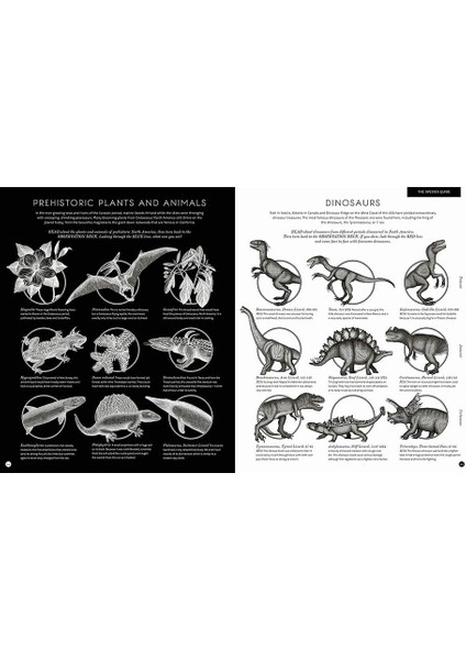 Illumisaurus fırsatları