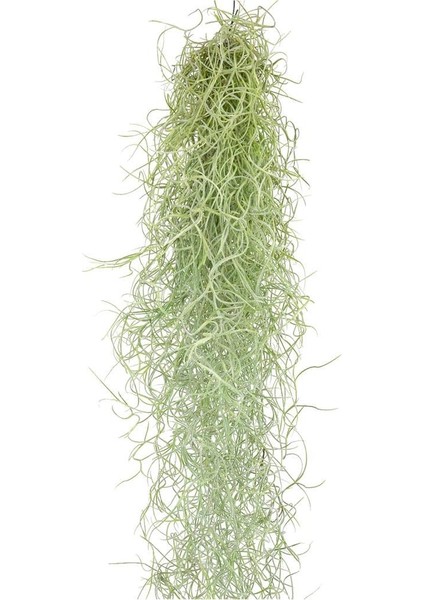 Ispanyol Yosunu Tillandsia Usneoides Air Plant Büyük Boy