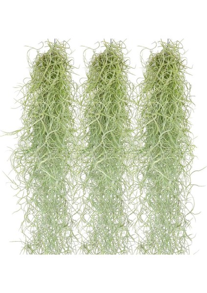 Ispanyol Yosunu Tillandsia Usneoides Air Plant Büyük Boy fiyatları