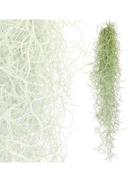 Ispanyol Yosunu Tillandsia Usneoides Air Plant Büyük Boy modelleri
