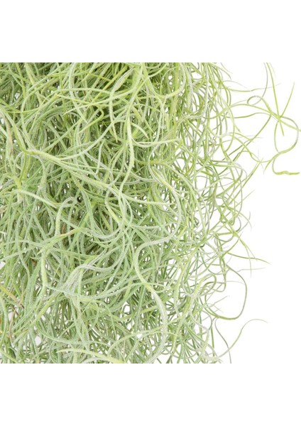 Ispanyol Yosunu Tillandsia Usneoides Air Plant Büyük Boy fırsatları