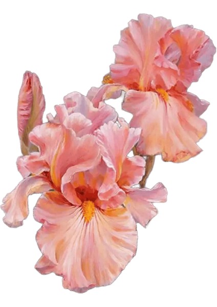 Yeni Dijital Yağlıboya Retro Sanat Kültür Dijital Yağlıboya El Yapımı Yetişkin Çocuk Hediye Duvar Dekorasyonu Dijital Sanat (Yurt Dışından)