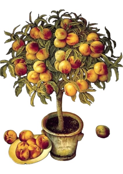 Yeni Dijital Yağlıboya Retro Sanat Kültür Dijital Yağlıboya El Yapımı Yetişkin Çocuk Hediye Duvar Dekorasyonu Dijital Sanat (Yurt Dışından)