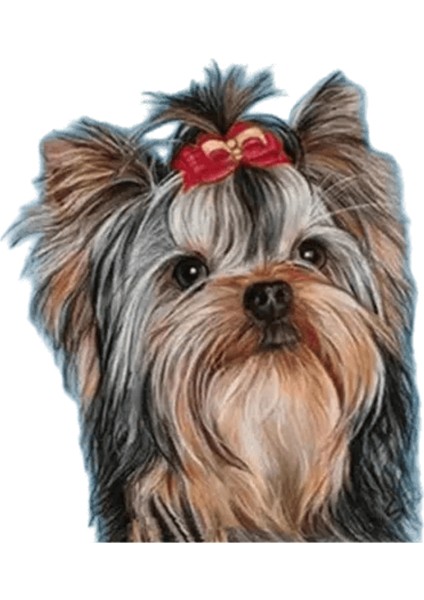 Yeni Dijital Yağlıboya Retro Sanat Kültür Dijital Yağlıboya El Yapımı Yetişkin Çocuk Hediye Duvar Dekorasyonu Dijital Sanat (Yurt Dışından)