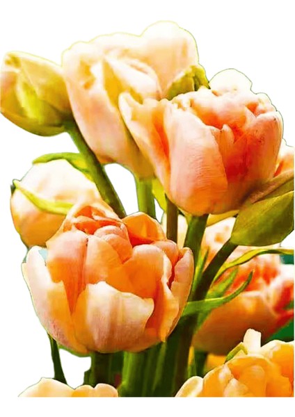 Yeni Dijital Yağlıboya Retro Sanat Kültür Dijital Yağlıboya El Yapımı Yetişkin Çocuk Hediye Duvar Dekorasyonu Dijital Sanat (Yurt Dışından)