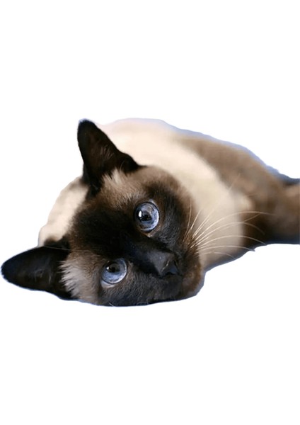 Yeni Dijital Yağlıboya Retro Sanat Kültür Dijital Yağlıboya El Yapımı Yetişkin Çocuk Hediye Duvar Dekorasyonu Dijital Sanat (Yurt Dışından)