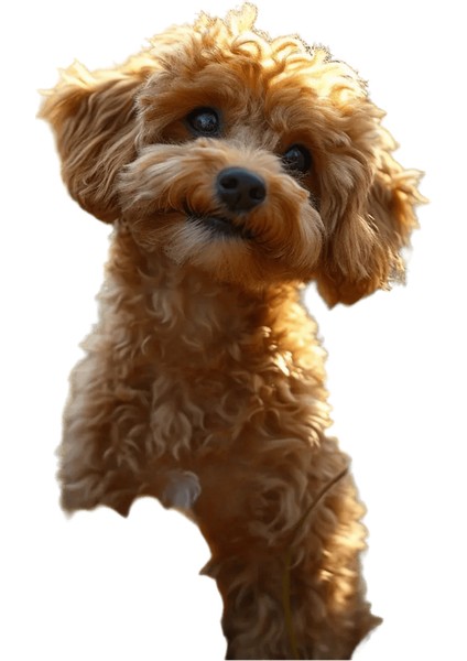 Yeni Dijital Yağlıboya Retro Sanat Kültür Dijital Yağlıboya El Yapımı Yetişkin Çocuk Hediye Duvar Dekorasyonu Dijital Sanat (Yurt Dışından)