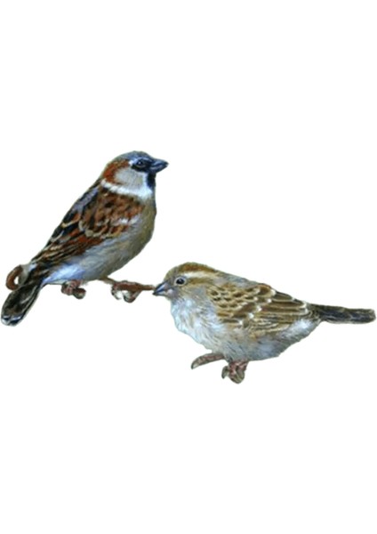 Yeni Dijital Yağlıboya Retro Sanat Kültür Dijital Yağlıboya El Yapımı Yetişkin Çocuk Hediye Duvar Dekorasyonu Dijital Sanat (Yurt Dışından)