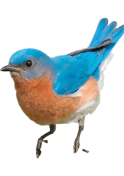 Yeni Dijital Yağlıboya Retro Sanat Kültür Dijital Yağlıboya El Yapımı Yetişkin Çocuk Hediye Duvar Dekorasyonu Dijital Sanat (Yurt Dışından)