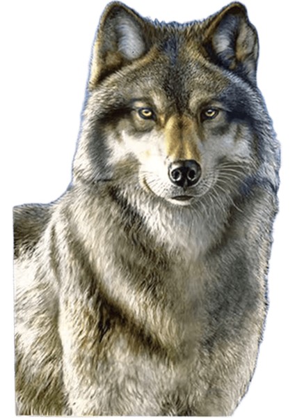 Yeni Dijital Yağlıboya Retro Sanat Kültür Dijital Yağlıboya El Yapımı Yetişkin Çocuk Hediye Duvar Dekorasyonu Dijital Sanat (Yurt Dışından)