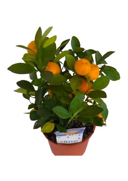 Iç Mekan Bodur Mandalina