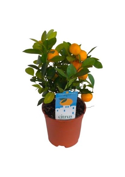 Iç Mekan Bodur Mandalina fiyatları