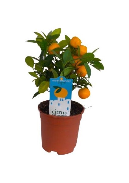 Iç Mekan Bodur Mandalina modelleri