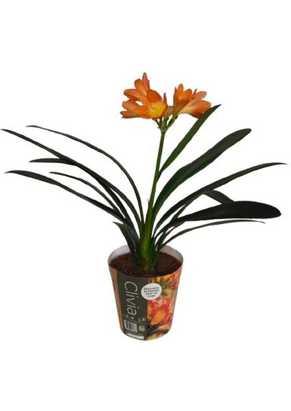 Clivia Miniata (Klivya Çiçeği) Ürün Şuan Çiçeksizdir. fiyatları