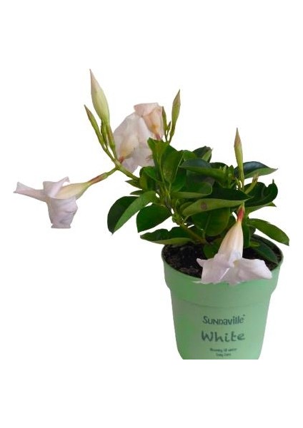 Mandavilla / Sandavilla Çiçeği Beyaz Renk