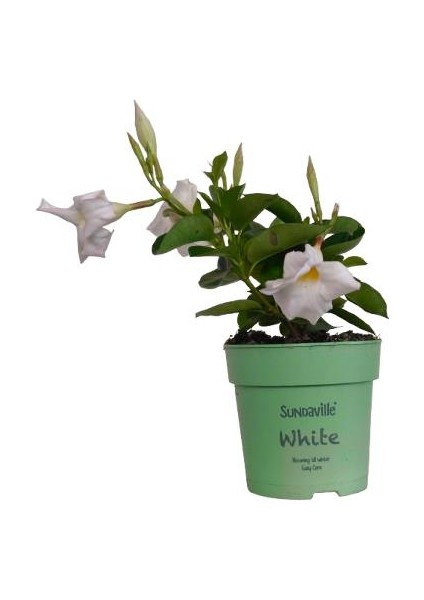 Mandavilla / Sandavilla Çiçeği Beyaz Renk fiyatları