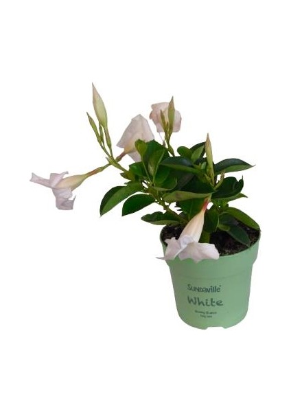 Mandavilla / Sandavilla Çiçeği Beyaz Renk modelleri
